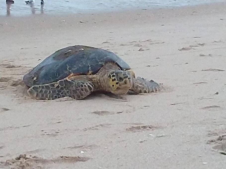 Joao Pessoa, A Dois Passos Do Paraiso, 2 Suites Com A/C, Vista Panoramica Para O Mar Do Bessa, Portaria 24H E 2 Vagas De Garagem Zewnętrze zdjęcie