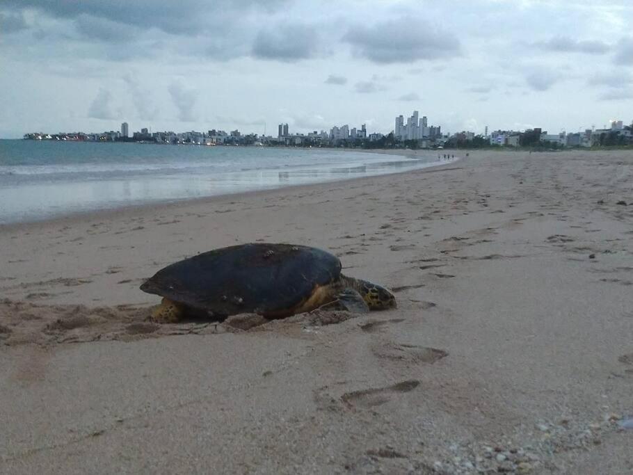 Joao Pessoa, A Dois Passos Do Paraiso, 2 Suites Com A/C, Vista Panoramica Para O Mar Do Bessa, Portaria 24H E 2 Vagas De Garagem Zewnętrze zdjęcie
